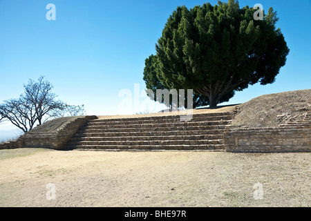 zwei prächtige alte Bäume grüßen Besucher Zugang zum nördlichen Ende der großen Plaza in alten Zapoteken City von Monte Alban Stockfoto