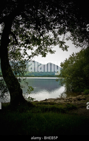 Blick durch Bäume über den Bassenthwaite Lake, Cumbria. Ullock Hike und Skiddaw in der Ferne. Stockfoto