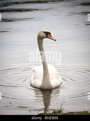 Mute Swan schwimmend auf einem See Stockfoto