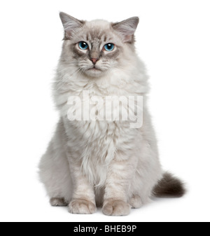 Ragdoll Katze, 6 Monate alt, sitzt vor einem weißen Hintergrund Stockfoto