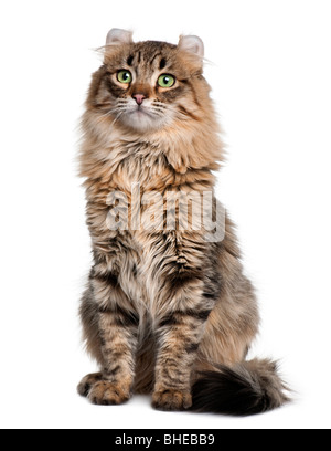 American Curl Katze, 8 Monate alt, sitzt vor einem weißen Hintergrund Stockfoto