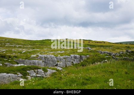 Weideland auf einem Hügel in die Burren, County Clare, Irland. Stockfoto