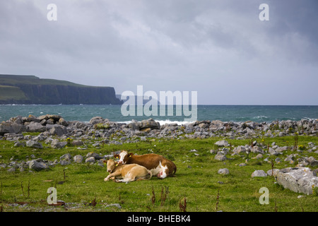 Kuh mit Kalb auf einer Weide in der Nähe des Hafens von Doolin, County Clare, Irland. Stockfoto