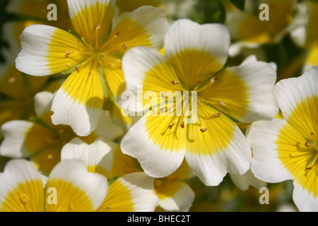 Pochiertes Ei Pflanze (Limnanthes Douglasii) Stockfoto