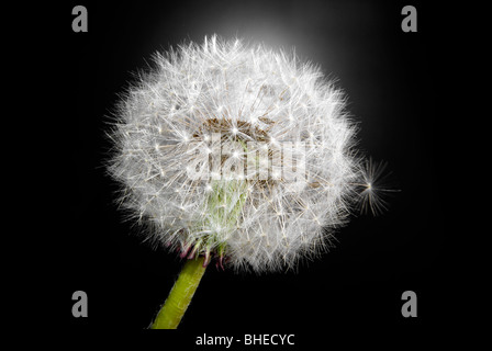 Samen der Blume Löwenzahn auf schwarz Stockfoto