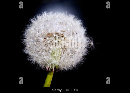 Samen der Blume Löwenzahn auf schwarz Stockfoto