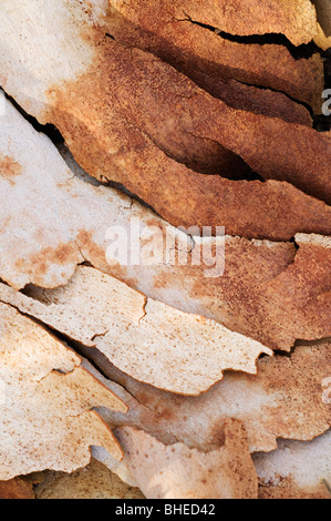 Eukalyptus (Eucalyptus SP.) Nahaufnahme von Rinde, Serpentin N.P., Western Australia Stockfoto