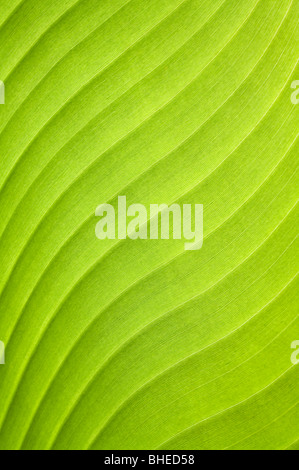 Bananen (Musa sp.)-Nahaufnahme des Blattes im Regen Botanischer Garten Singapur Asien Stockfoto