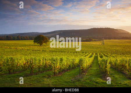 Erstes Licht über Denbies Weinberg - Denbies Wine Estate Stockfoto