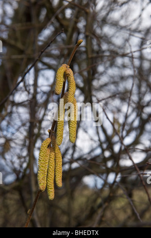 Hasel männlichen Kätzchen im Winter. Stockfoto