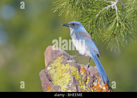 Woodhouse Scrub-Jay Aphelocoma Woodhouseii früher Western Scrub-Jay Aphelocoma Californica Stockfoto