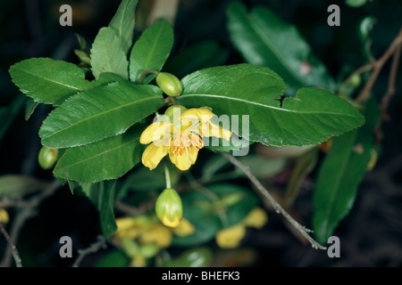 Karneval Bush/kleinblättrige Flugzeug / Large flowered Ochna - Ochna Atropurpurea - Familie Ochnaceae Stockfoto