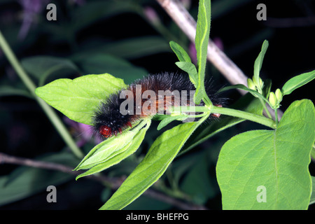 Australische Tiger Moth Raupe / Woolly Bär -? Phaos Aglaophora-Close-up von Kopf - Familie Arctiidae Stockfoto