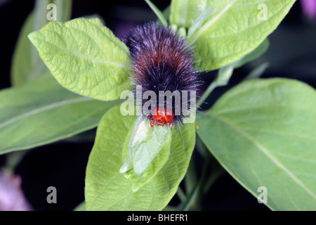 Australische Tiger Moth Raupe / Woolly Bär -? Phaos Aglaophora-Close-up von Kopf - Familie Arctiidae Stockfoto