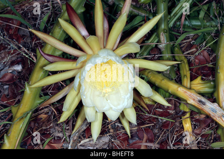 Königin der Nacht / Vanille / süß duftende Kakteen / Nacht blühen Cereus - Selenicereus Grandiflora - Familie Cactaceae Stockfoto