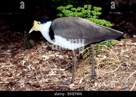 Maskierte Kiebitz Vanellus Miles - Familie CHARADRIIFORMES Stockfoto