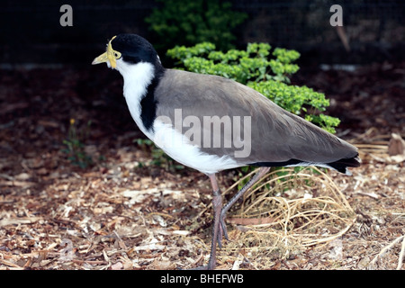 Maskierte Kiebitz Vanellus Miles - Familie CHARADRIIFORMES Stockfoto