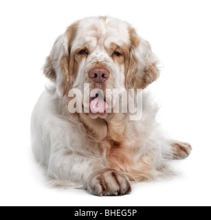 Clumber Spaniel Hund, 5 Jahre alt, vor weißem Hintergrund liegen Stockfoto