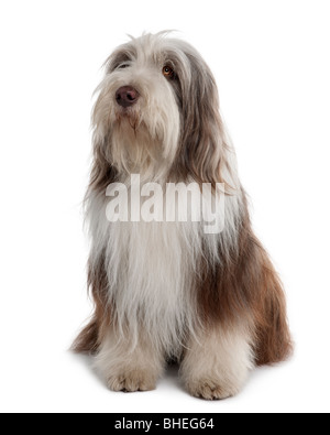 Bearded Collie, 3 Jahre alt, sitzt vor weißem Hintergrund Stockfoto