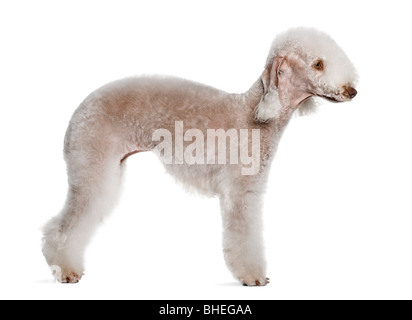 Bedlington Terrier, 2 Jahre alt, steht man vor weißem Hintergrund Stockfoto