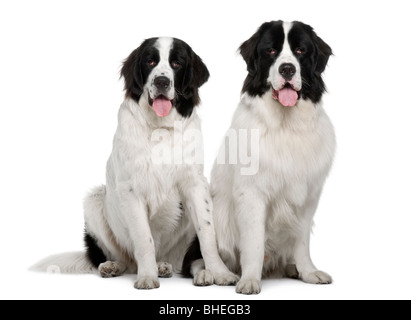 Schwarz / weiß Landseer Hunde, 9 und 19 Monate alt, sitzt vor weißem Hintergrund Stockfoto