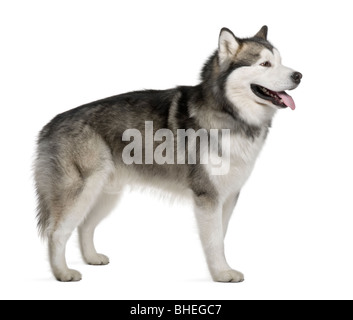 Alaskan Malamute Hund, 19 Monate alt, vor weißem Hintergrund Stockfoto