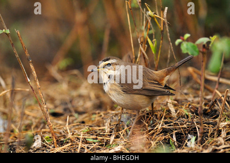 Blaukehlchen (Luscinia Svecica) im Keoladeo Ghana Nationalpark, Bharatpur, Indien Stockfoto