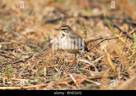 Blaukehlchen (Luscinia Svecica) im Keoladeo Ghana Nationalpark, Bharatpur, Indien Stockfoto