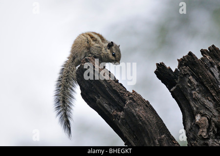 Nördlichen Palm Eichhörnchen oder fünf gestreiften Palm Eichhörnchen (Funambulus Pennantii) an einem Baumstamm Stockfoto