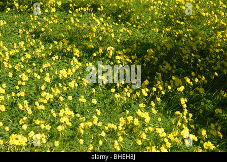 Bereich der Bermuda Butterblumen (Oxalis Pes-Caprae), Javea, Provinz Alicante, Comunidad Valenciana, Spanien Stockfoto