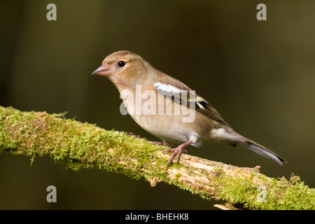 Buchfink; Fringilla Coelebs; Weiblich; auf Ast Stockfoto