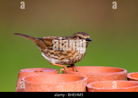 Heckenbraunelle; Prunella Modularis; auf Blumentopf Stockfoto
