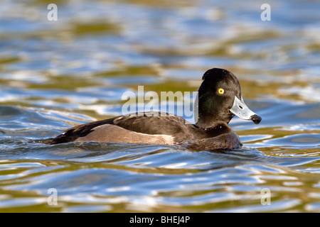 Reiherenten; Aythya Fuligula; Weiblich Stockfoto