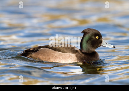 Reiherenten; Aythya Fuligula; Weiblich Stockfoto