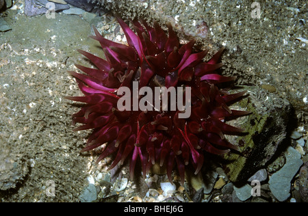 Dahlie Anemone (Urticina Felina: Actiniidae) in einem Rockpool UK Stockfoto