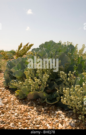 Portraitbild der Meerkohl auf einem Kiesstrand an Dungeness, Kent, an einem sonnigen Tag aufgenommen. Stockfoto