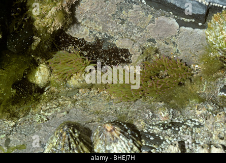 Snakelocks Anemone (Anemonia Viridis (= Sulcata)) in einem Rockpool UK Stockfoto