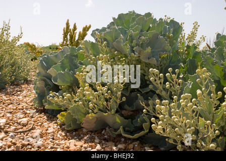 Landschaftsbild der Meerkohl auf einem Kiesstrand bei Dungeness, an einem sonnigen Tag erschossen. Stockfoto