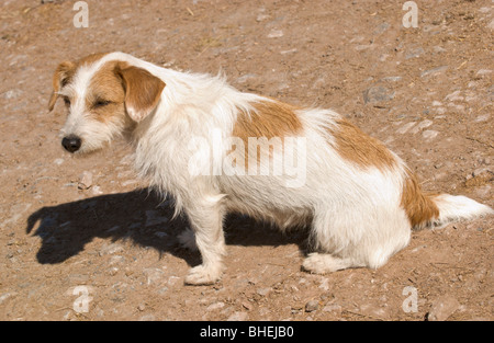 Langhaarige Jack Russell Terrier saß auf Hof bei Sonnenschein UK Stockfoto