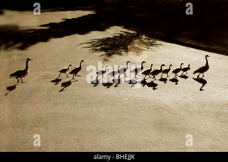 Enten in einer Reihe Stockfoto