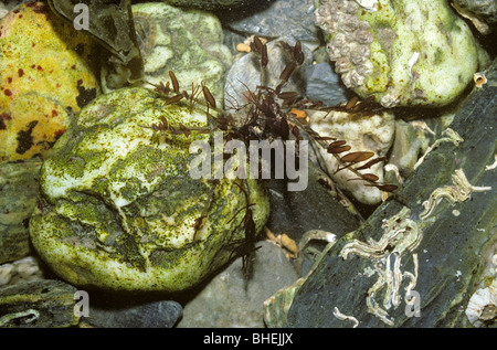 Langbeinige Seespinne (Macropodia Rostrata: Majidae), getarnt durch Bits von Rotalgen es gelegt, selbst UK Stockfoto