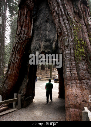 Sequoia Baum Loch Wanderer Mariposa Grove Yosemite-Nationalpark Stockfoto