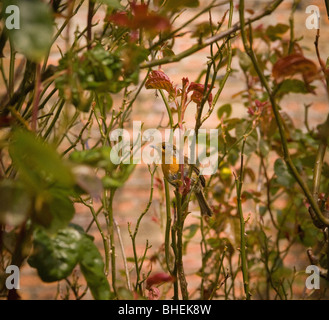 Robin sitzen versteckt in ein Klettern Rosenstrauch Stockfoto