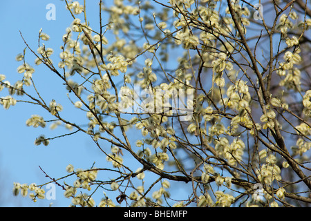 Der Baum (lat. Salix). Willow, fahl, Korbweide. Stockfoto