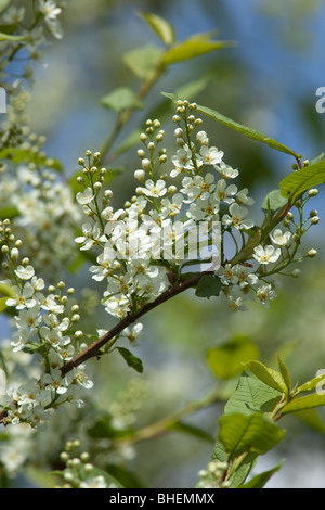 Padus Avium. Die Vogel-Kirsche blüht weiß Farben im Mai. Stockfoto