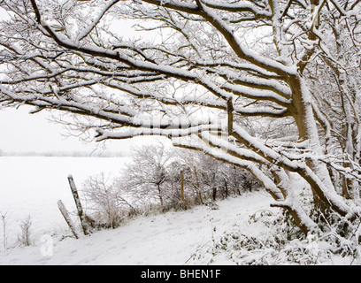 Bäume und Feld im Winter. Send, Surrey, UK. Stockfoto