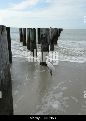 Weiße Reiher, Reiher am Strand von Naples Florida USA Stockfoto