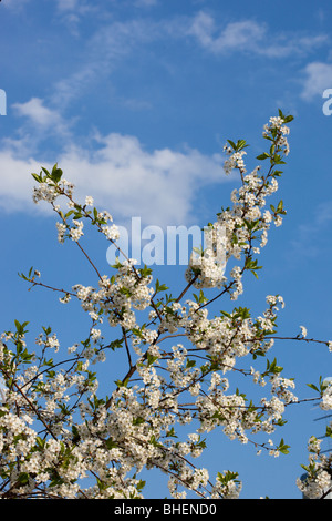Cerasus Vulgaris. Der Kirschbaum blüht weiß Farben im Mai. Stockfoto