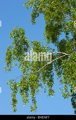 Betula Pendel, Birke. Zweige der Birke mit jungen grünen Blättern. Stockfoto