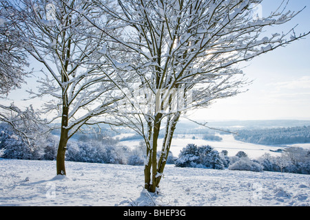 Winter in Newlands Ecke in der Nähe von Guildford, Surrey, UK. Stockfoto